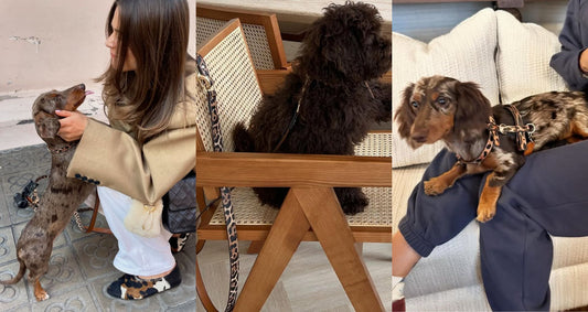 Luxury Dog Collars – The Perfect Blend of Style & Comfort