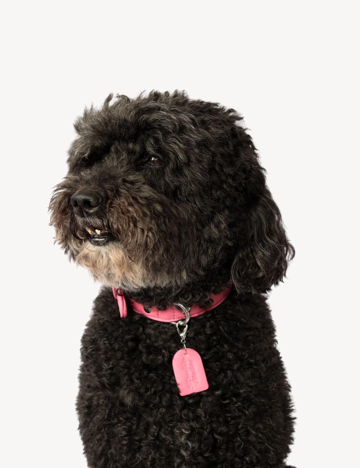 Hot Pink Collar | Dog Collar