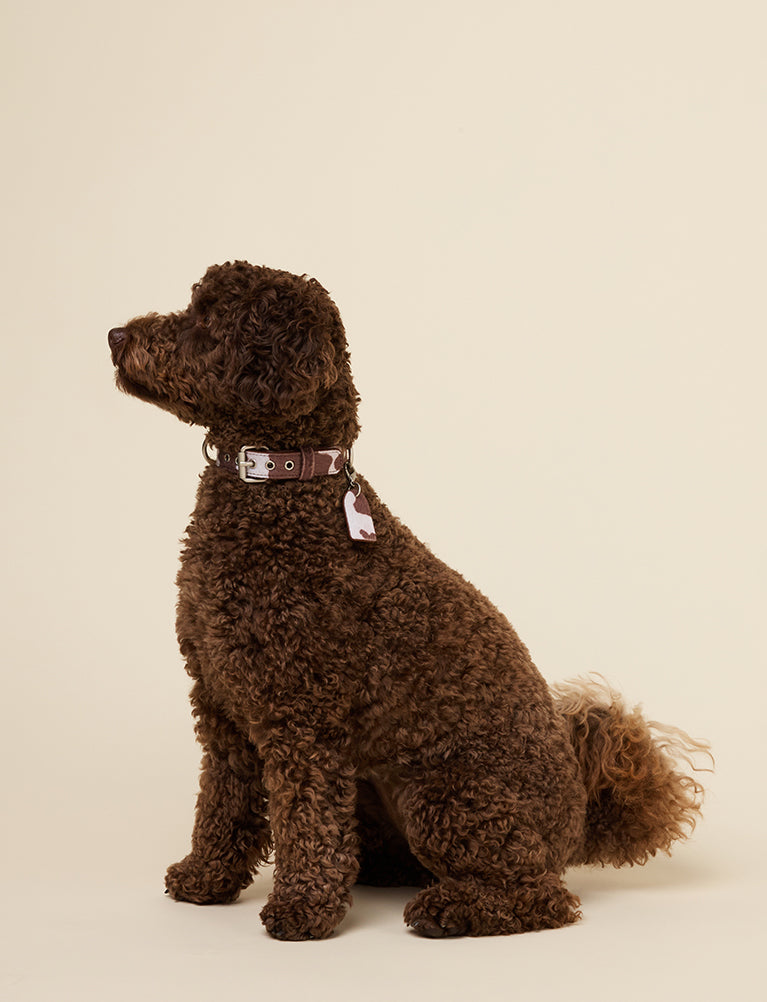 COW PRINT COLLAR