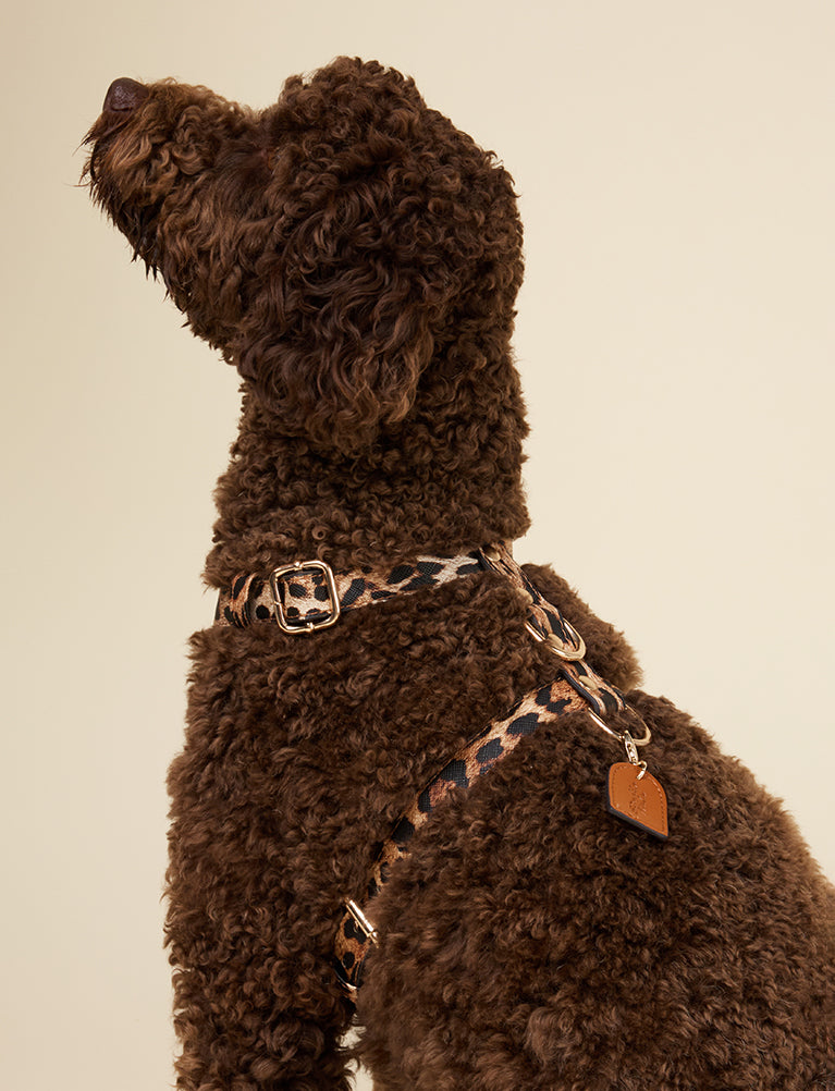 Leopard Y-Harness
