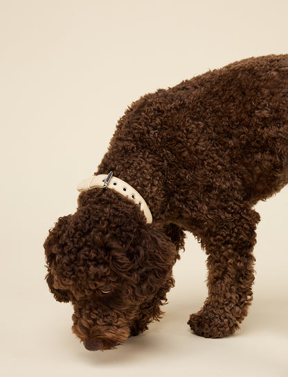 BUTTER YELLOW COLLAR